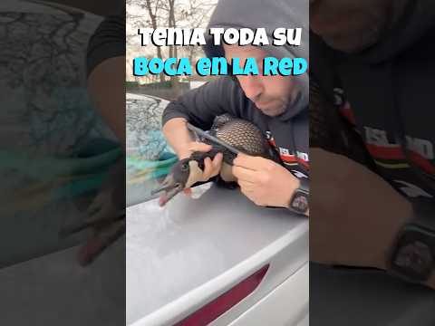 Este Patito Encontró A Su Salvador ❤️