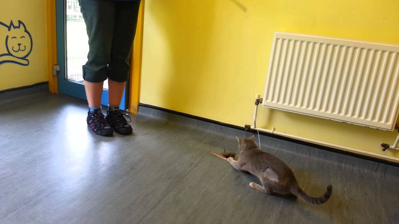 Cats love new toy! Thank You - YouTube