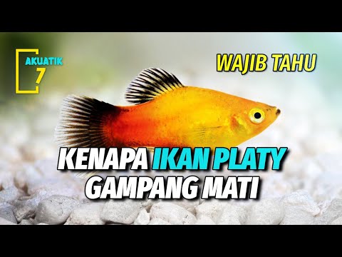 Video: Bisakah ikan platy hidup sendiri?