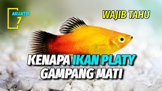 CAUSES WHY PLATY FISH DIE EASILY THAT YOU NEED TO KNOW | AQUATICS7