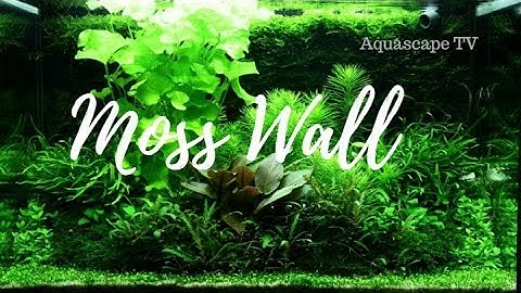 Beautiful Moss Wall Aquarium Planted Tank | Aquascape TV