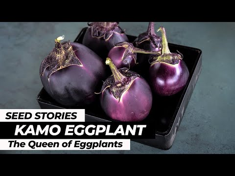 SEED STORIES | Kamo Eggplant: The Queen Of Eggplants