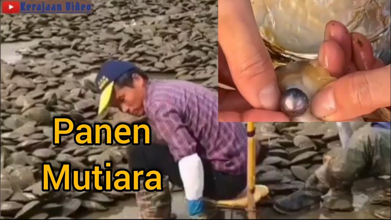 Proses pengambilan mutiara dalam kerang 
