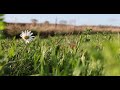 Daisy R5 Video Test [8K]