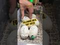 Following 3 clutches until they hatch! #molinarosnakelab #following #babysnakes #reptiles #python