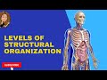 The levels of structural organization in the human body - anatomy and physiology.