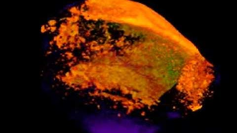 High-Resolution X-ray Computed Tomography as a Tool for Visualization and Quantitative Analysis of