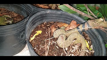 Giao lưu mai cúc thọ hương và đại lộc ngày 24,12,2021 ĐT 0977329080 Hiền