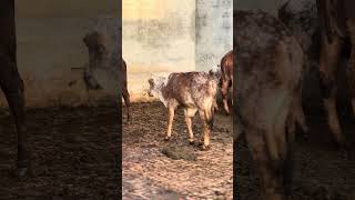 Son of "Laal" Cow! #farming #MashAllah #Nouman_Nadeem_Farmology #Cholistani