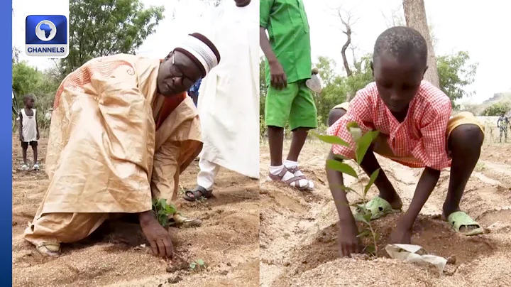 Michika Council Leaders Begin Tree Planting Campaign In Adamawa