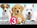 Do These 3 Things To Train Your NEW PUPPY Fast! Do These 3 Things To Train Your NEW PUPPY Fast!