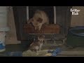 Dog Raised Two Generations Of Cats | Kritter Klub