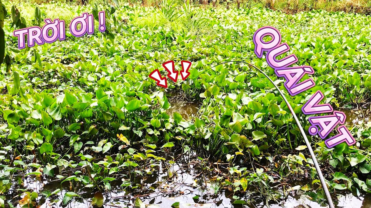 Câu CÁ RÔ ĐỒNG Gặp Phải Quái Vật Núp Lùm / Kéo Con CÁ Muốn Banh Cây Cần @Câu Cá Long An