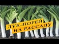 Лук-порей. Сроки посева семян.