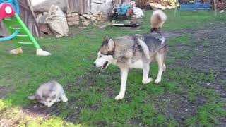 Alaskan malamute puppies 5 weeks old