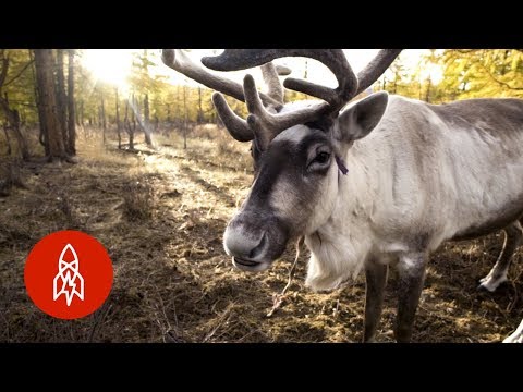 Thumbnail for the embedded element "The Last Nomadic Reindeer Herders in the World"