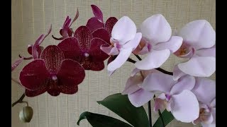 картинка: Две самые неприхотливые орхидеи в моей коллекции .... и много попугаев.