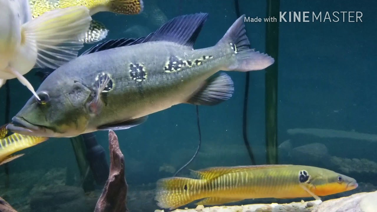 zebra pike cichlid care