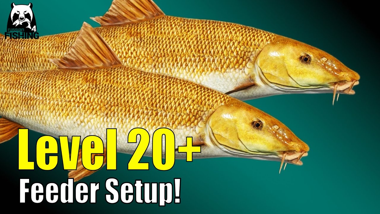 Russian Fishing 4 - Bear Lake - Level 20 Feeder Setup! For Barbel ...