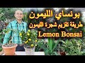طريقة عمل بونساي الليمون, تقزيم شجرة الليمون, How to make Lemon Bonsai Tree