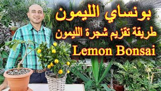 طريقة عمل بونساي الليمون, تقزيم شجرة الليمون, How to make Lemon Bonsai Tree