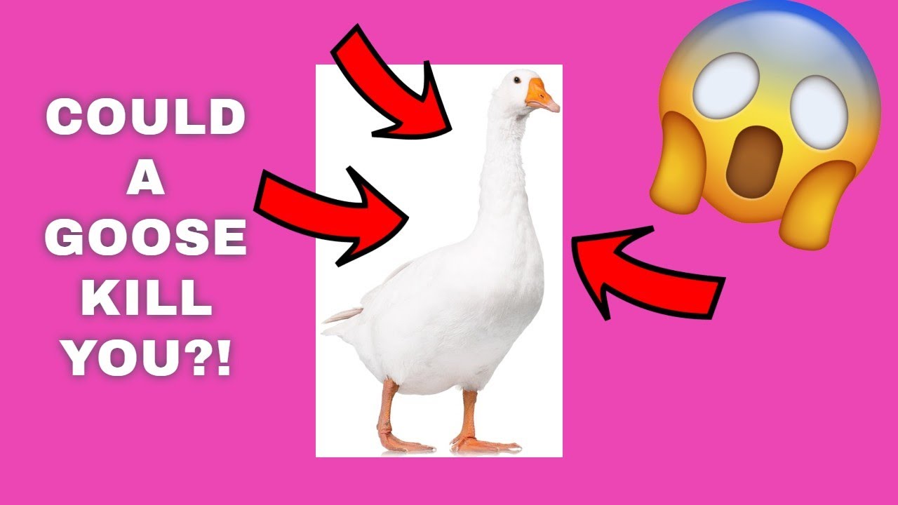 A Plague Tale (Funny Moments) Part 1 - Suspicious Goose