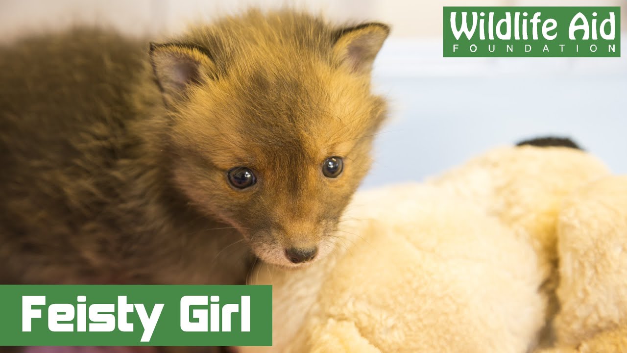 Excited baby fox cub attacks GoPro!