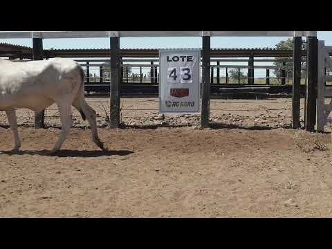 Lote 43
