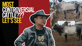 CONTROVERSIAL CATTLE??? (CC: ENGLISH SUB) INFO ON CATTLE FEEDING AND NUTRITION