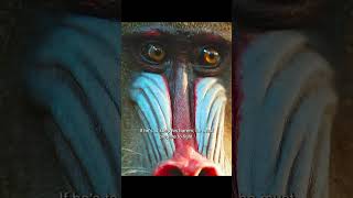 The mandrill leader is practically the ultimate boyfriend prototype#wildlife #animals #shorts