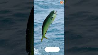 ABC Our Big Ocean Song - Part 2: J to Q - #singing & #learning #abcd together