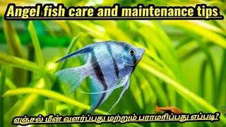 Angel fish care and maintenance tips video tamil /@FISH ADMIN AQUARIUM#video