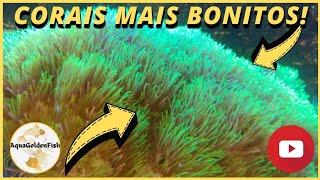AQUÁRIO MARINHO: COMO DEIXAR OS CORAIS MAIS BONITOS E SAUDÁVEIS??!! APRENDA DE UMA VEZ POR TODAS!!!! screenshot 5