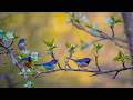 Soothing Piano Bird Sounds For Stress Relief No Ads Music For Study Meditation Music Focus 
