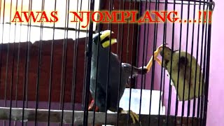 Jalak rio rio Konslet satu menit standaran dan Bongkar isian