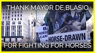 Thank Mayor de Blasio for Working to Free NYC's Carriage Horses