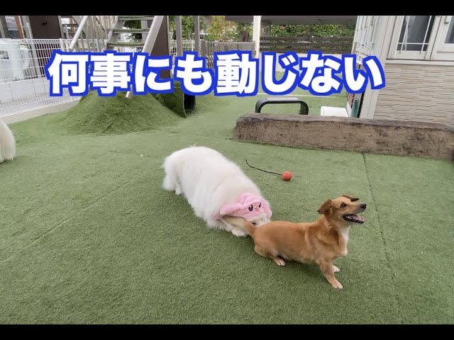 それぞれの性格　グレートピレニーズ