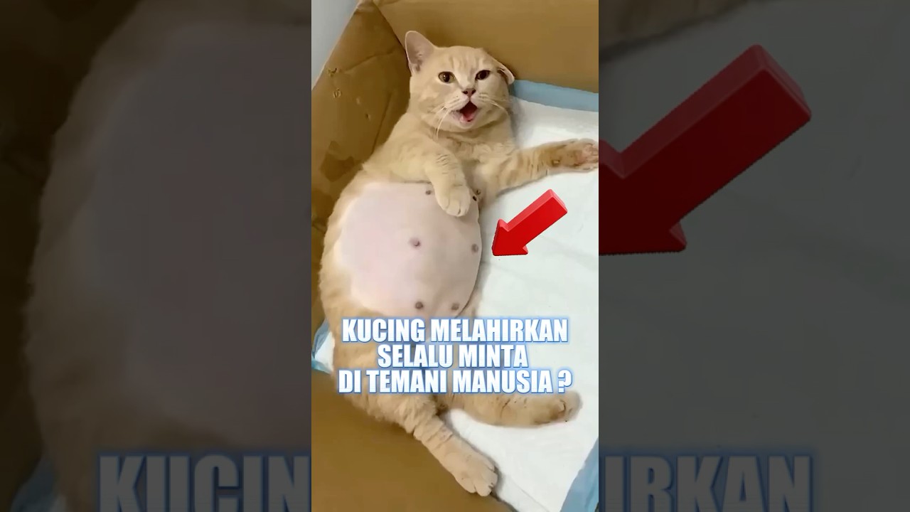 Kenapa kucing selalu minta di temani saat melahirkan 