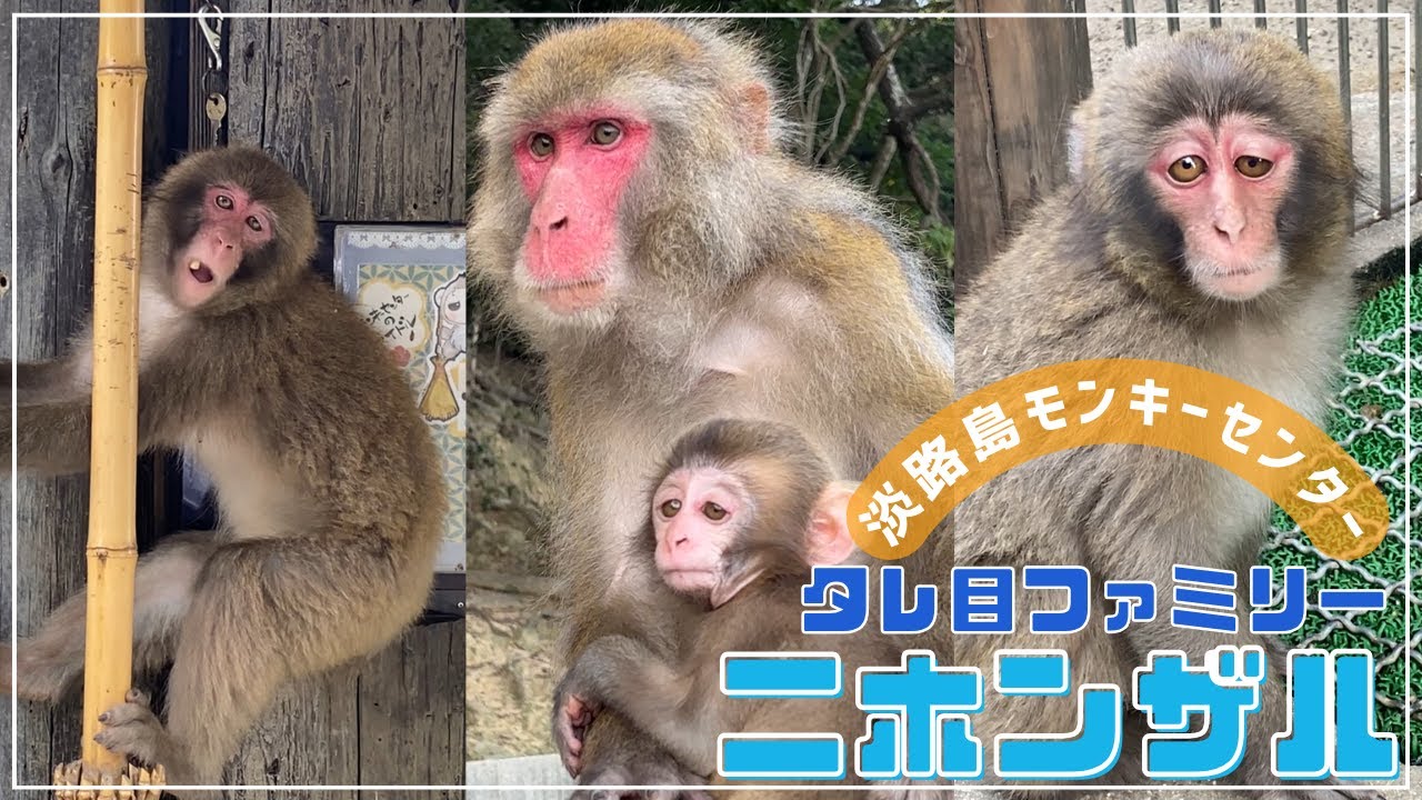 タレ目でかわいいニホンザルに癒されます♪ヌーヌ・小夏・コダマ・ホタル【淡路島モンキーセンター】兵庫県洲本市