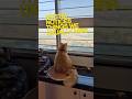She's Not Staring at Nothing… 😹 #orangecat  #catbehavior  #funnycatshorts