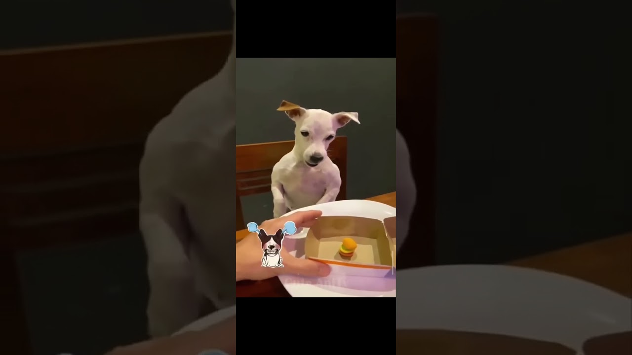 Cute anitv.Cute animals cat and dog 😅 funny video moments