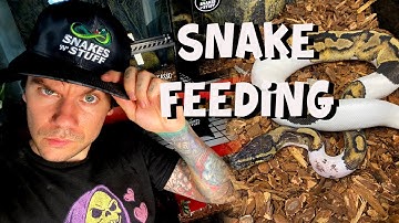 FEEDING DAY FOR MY BALL PYTHON COLLECTION | Jake Steele