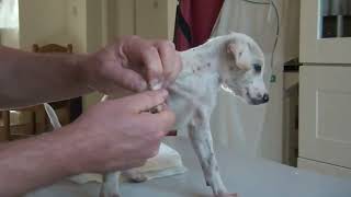 Puppies and Mangoworms, Parasites