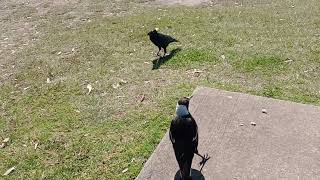 Short - Magpie vs Crow ! Magpie Attacks Crow !  Bird fight Australian wildlife !