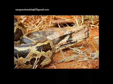 Indian Rock Python