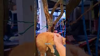 Kittens pada Mulai Nakal tapi lucu #kittens #kitten #kitty #anakkucing #anakkucinglucu