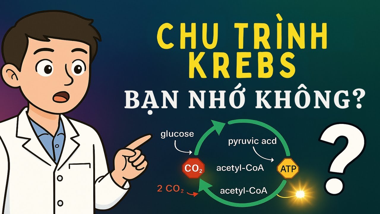 Trắc Nghiệm Hô Hấp Ở Thực Vật - Phần 2 | Hô Hấp Hiếu Khí, Đường Phân, Chu Trình Krebs | Sinh Học 11