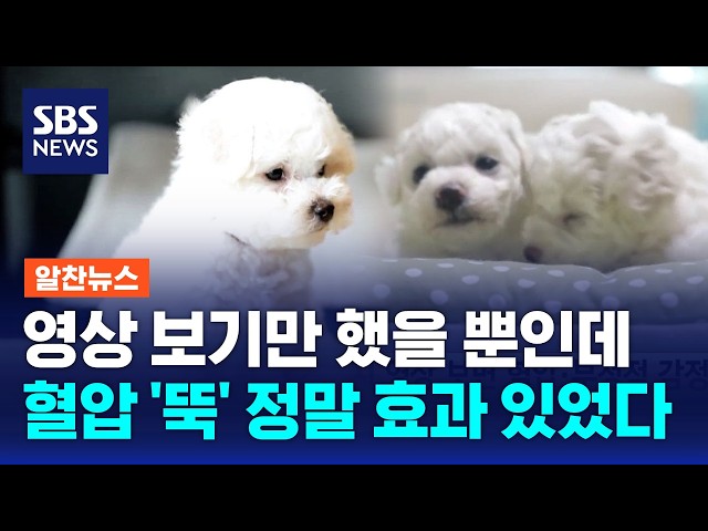 영상 보기만 했을 뿐인데..혈압 '뚝' 정말 효과 있었다 / 알찬뉴스 / SBS 모닝와이드 2부