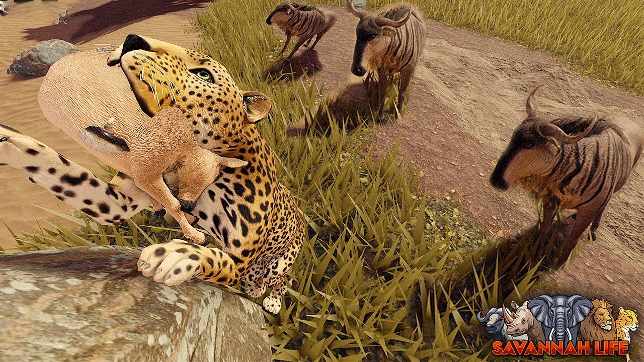 Леопард крадет телят гну! | ROBLOX Savannah Life