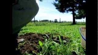 Full How to catch a mole: the perfect mole trap Guide